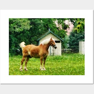 Horses - Palomino in Pasture Posters and Art